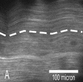 Crimp length decreases in lax tendons due to cytoskeletal tension